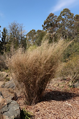 APII jpeg image of Austrostipa ramosissima  © contact APII