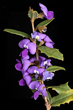 APII jpeg image of Hovea chorizemifolia  © contact APII