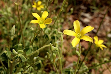 APII jpeg image of Oxalis chnoodes  © contact APII