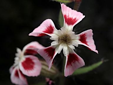 APII jpeg image of Silene gallica var. quinquevulnera  © contact APII