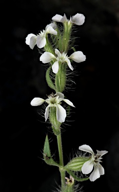 APII jpeg image of Silene gallica var. gallica  © contact APII