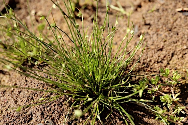 APII jpeg image of Isolepis platycarpa  © contact APII