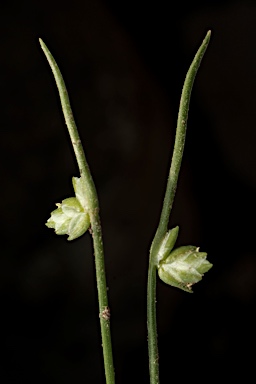 APII jpeg image of Isolepis platycarpa  © contact APII