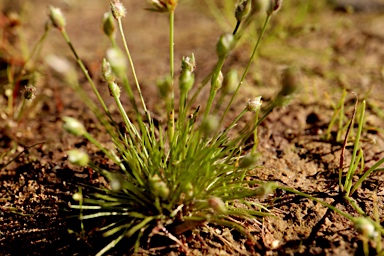 APII jpeg image of Centrolepis strigosa subsp. strigosa  © contact APII