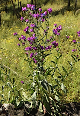 APII jpeg image of Echium plantagineum  © contact APII