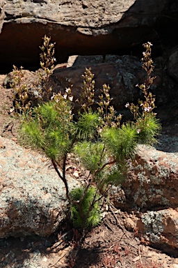 APII jpeg image of Stylidium laricifolium  © contact APII