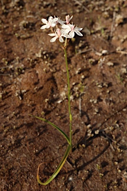 APII jpeg image of Burchardia umbellata  © contact APII