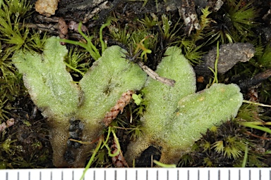 APII jpeg image of Riccia papulosa  © contact APII