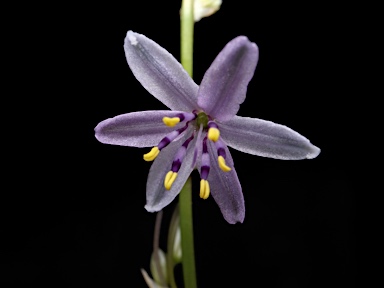 APII jpeg image of Caesia sp. Mt Zeil (G.Griffin 05/Oct/91)  © contact APII