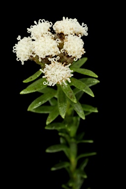 APII jpeg image of Ozothamnus lycopodioides  © contact APII