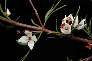 APII jpeg image of Boronia gunnii  © contact APII