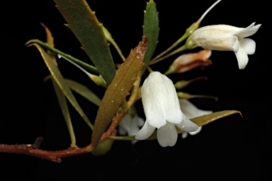 APII jpeg image of Eremophila saligna  © contact APII