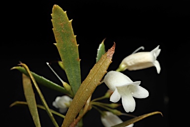 APII jpeg image of Eremophila saligna  © contact APII