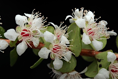 APII jpeg image of Hypocalymma cordifolium  © contact APII