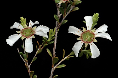 APII jpeg image of Leptospermum parvifolium  © contact APII