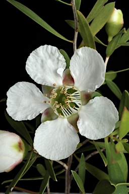 APII jpeg image of Leptospermum variabile  © contact APII