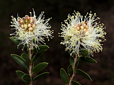 APII jpeg image of Melaleuca hnatiukii  © contact APII