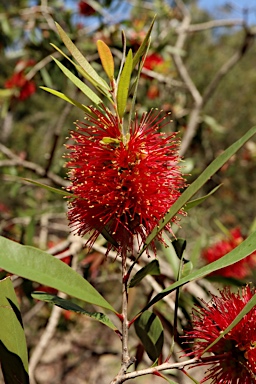 APII jpeg image of Callistemon polandii 'Lords Table'  © contact APII