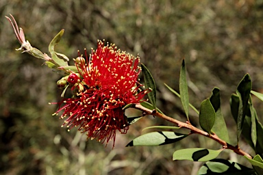 APII jpeg image of Callistemon polandii 'Peak Downs'  © contact APII