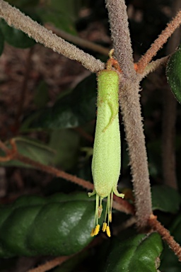 APII jpeg image of Correa lawrenceana var. genoensis  © contact APII