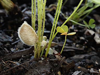 APII jpeg image of Marsilea drummondii  © contact APII