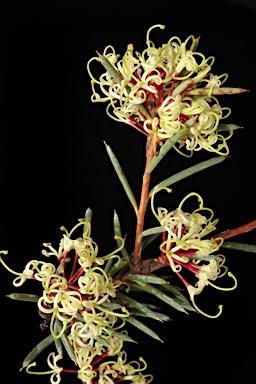 APII jpeg image of Hakea commutata  © contact APII