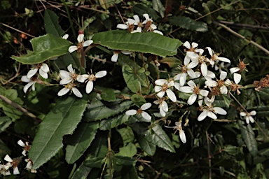 APII jpeg image of Olearia oppositifolia  © contact APII