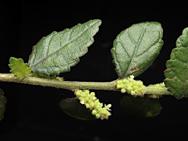 APII jpeg image of Acalypha eremorum  © contact APII