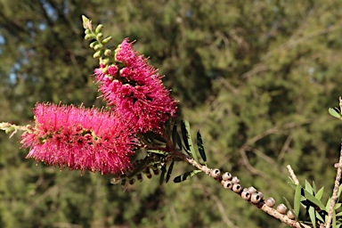 APII jpeg image of Callistemon megalongensis  © contact APII