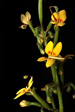 APII jpeg image of Stylidium galioides  © contact APII