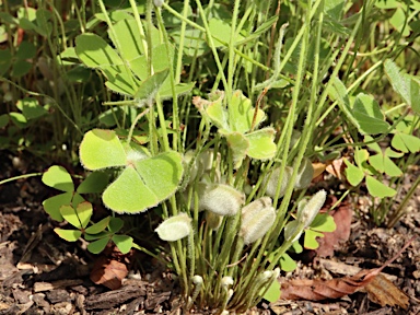 APII jpeg image of Marsilea drummondii  © contact APII