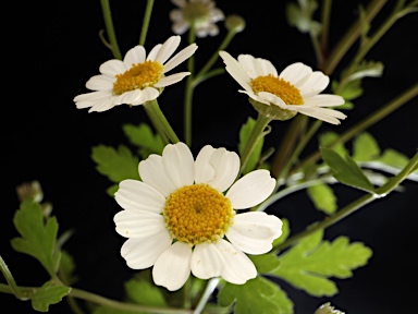 APII jpeg image of Tanacetum parthenium  © contact APII