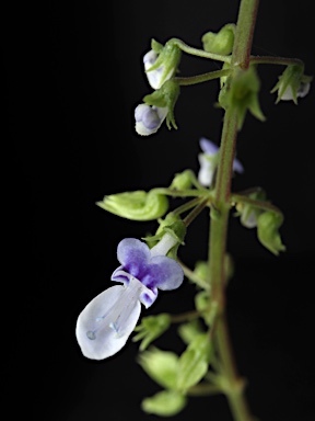 APII jpeg image of Plectranthus nitidus  © contact APII