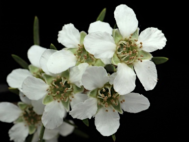 APII jpeg image of Leptospermum trinervium  © contact APII