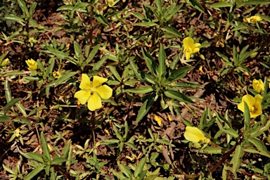 APII jpeg image of Ludwigia peploides subsp. montevidensis  © contact APII