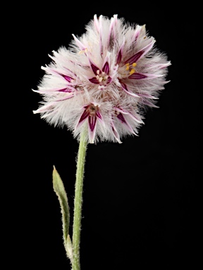 APII jpeg image of Ptilotus leucocoma  © contact APII