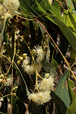 APII jpeg image of Eucalyptus camaldulensis subsp. camaldulensis  © contact APII