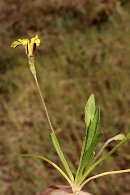 APII jpeg image of Goodenia heteromera  © contact APII