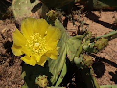 APII jpeg image of Opuntia  © contact APII