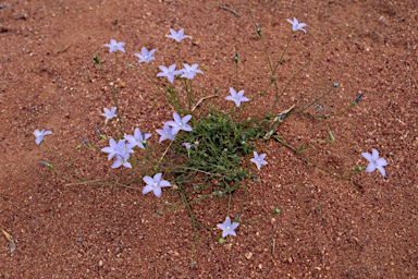 APII jpeg image of Wahlenbergia graniticola  © contact APII