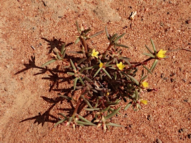 APII jpeg image of Portulaca filifolia  © contact APII