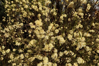 APII jpeg image of Melaleuca uncinata  © contact APII