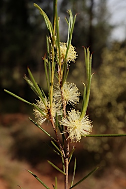 APII jpeg image of Melaleuca uncinata  © contact APII