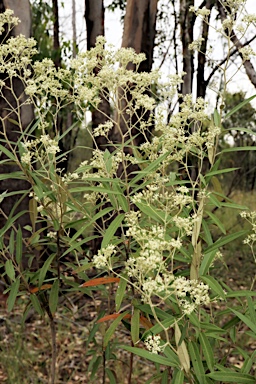 APII jpeg image of Astrotricha longifolia  © contact APII