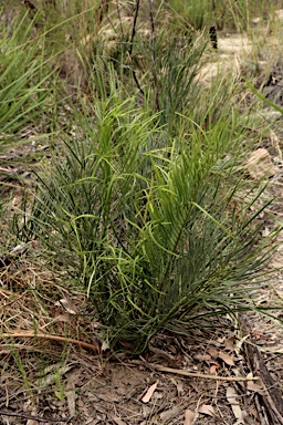 APII jpeg image of Macrozamia heteromera  © contact APII