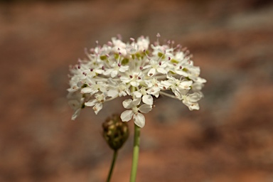 APII jpeg image of Trachymene glaucifolia  © contact APII