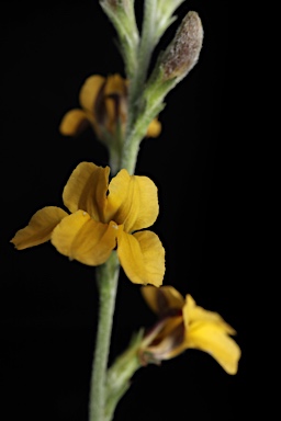 APII jpeg image of Goodenia bellidifolia subsp. bellidifolia  © contact APII