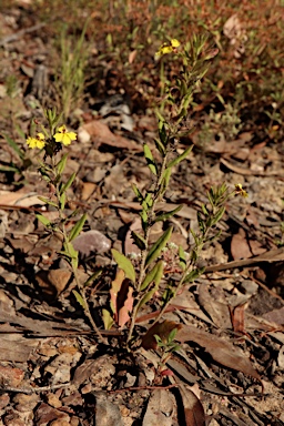 APII jpeg image of Goodenia heterophylla subsp. heterophylla  © contact APII