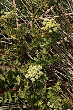 APII jpeg image of Berula erecta  © contact APII