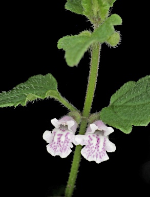 APII jpeg image of Scutellaria humilis  © contact APII